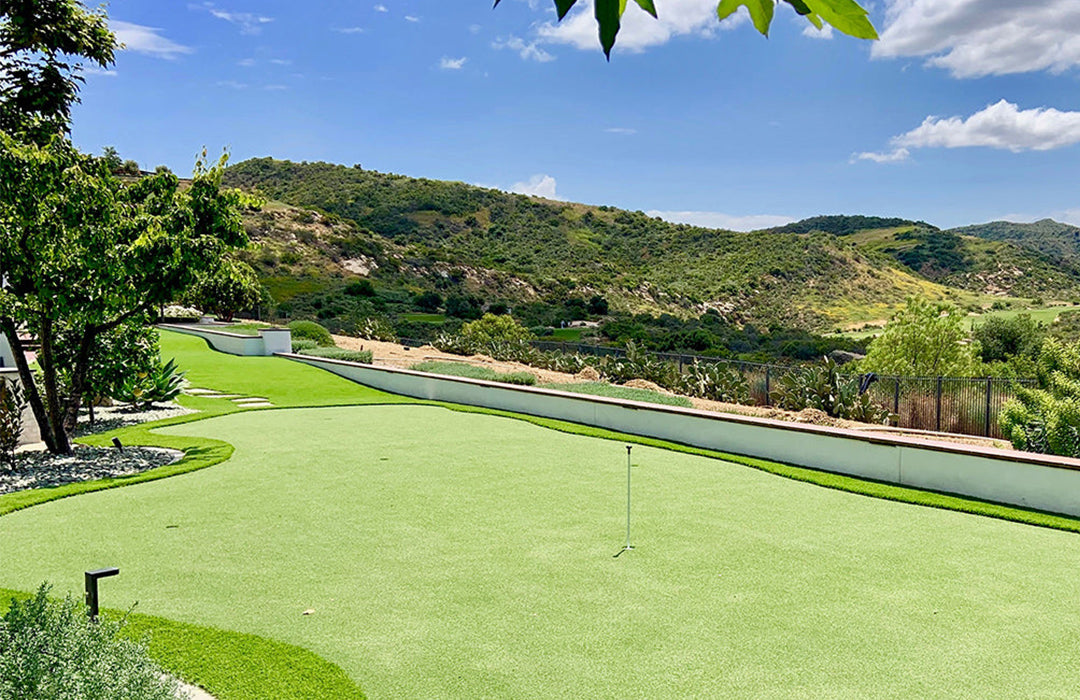 Putting green turf grass