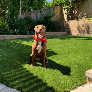 Green artificial grass on lawn with dog