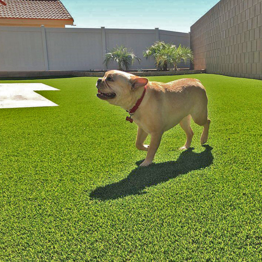 Dog on outdoor lawn with green artificial turf