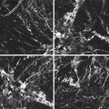 Black Glossy, 6" x 6" - Porcelain Tile