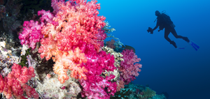 Coral reef in the ocean with diver