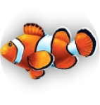 clown fish pool mosaic