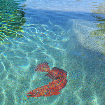 Coral Grouper | CG76 | Pool Mosaic