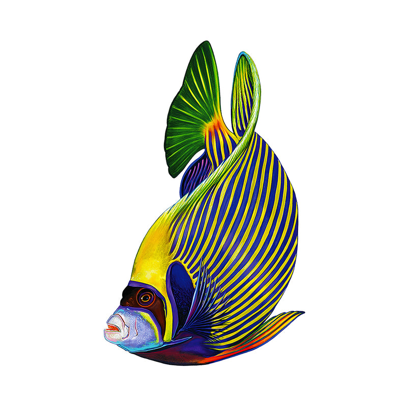 Emperor Angelfish | PORC-EF5-4 | Pool Mosaic by Custom Mosaics