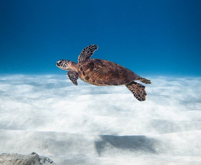 A sea turtle swims above a sandy ocean floor under clear blue water.