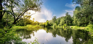 A photo of a lake surrounded by lush greenery including bushes and trees.