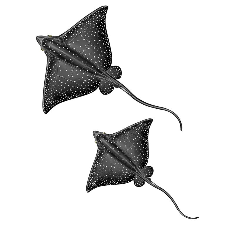 SHARKS & RAYS