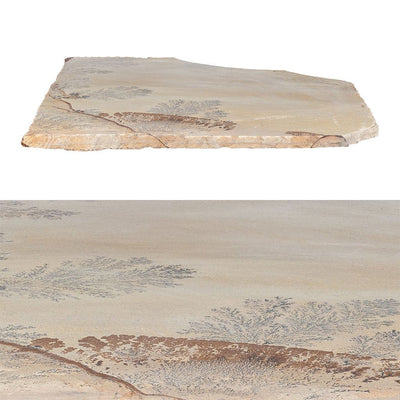 Fossil Sandstone, Random | SNDFOSSILFLAGN | Natural Stone Flagstone