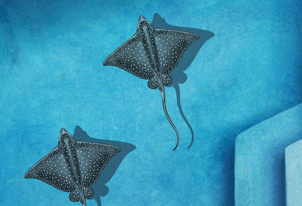 Shark & Ray Pool Mosaics | Shark Pool Tile Mosaics – AquaBlu Mosaics