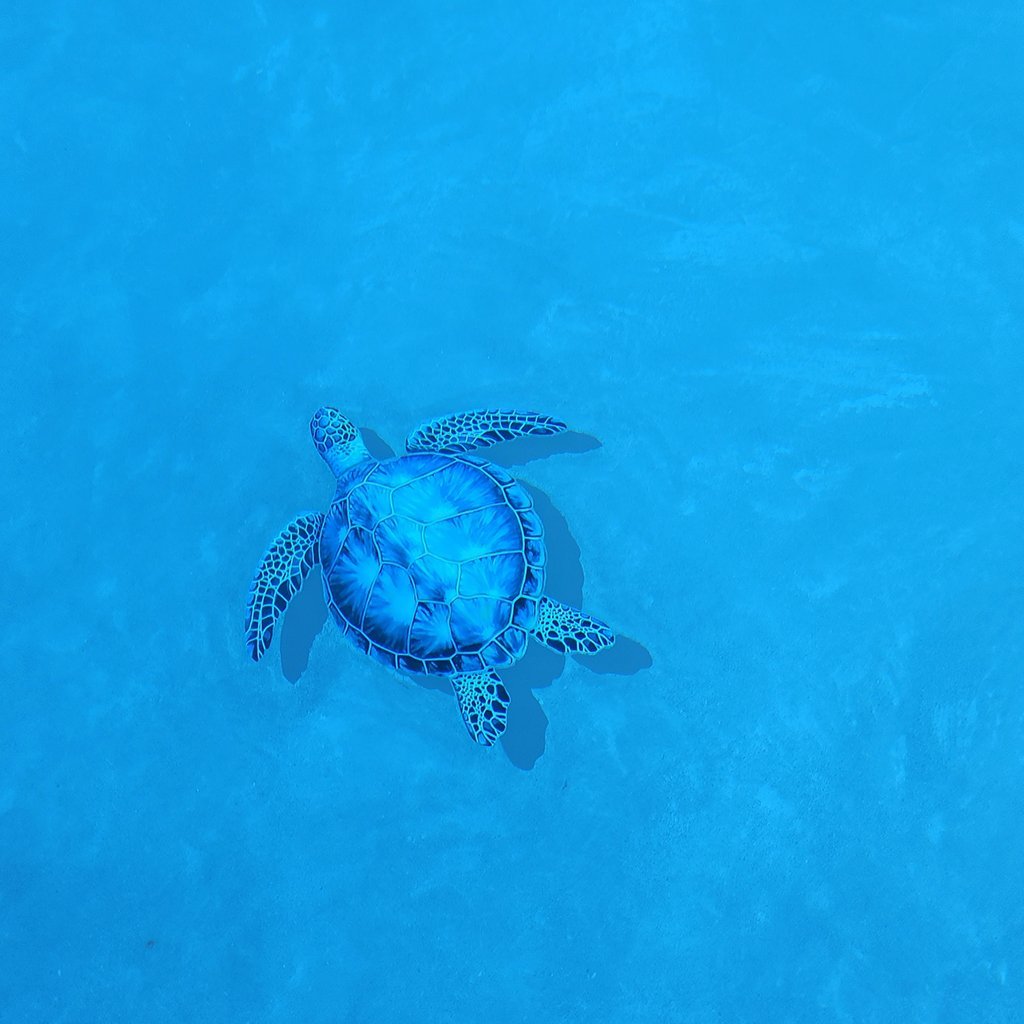 PORC-BL83-24/SH Blue Sea Turtle w/ shadow