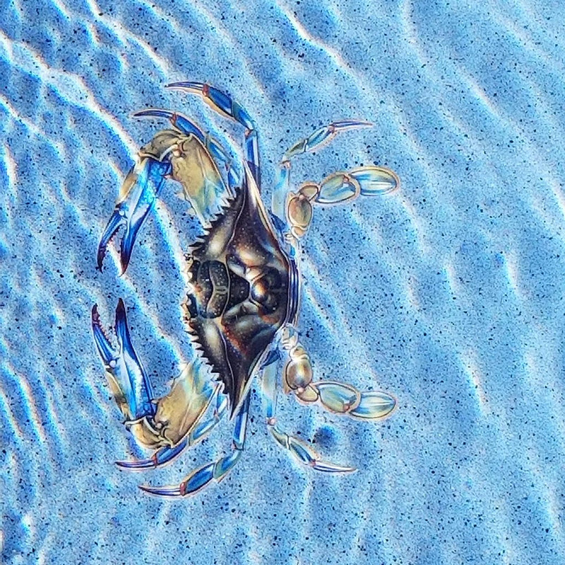 Blue Crab, 11"x8" | PORC-BC57 | Pool Mosaic