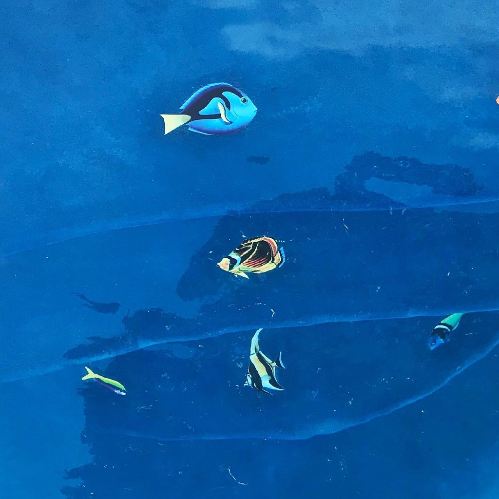 Raccoon Butterflyfish | PORC-BF23-5 | Pool Mosaic