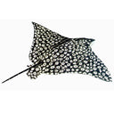 Eagle Ray (Special Order) - Pool Mosaic