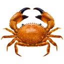 Brown Crab - Pool Mosaic