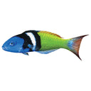 Bluehead Wrasse - Pool Mosaic
