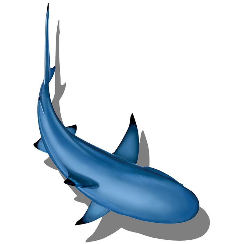 PORC-CS99/SH2	Circling Shark with Shadow 