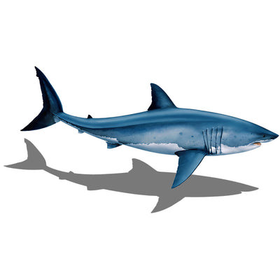 PORC-GW98-36/SH	Great White Shark 36" with Shadow	| Custom Mosaics Pool Mosaic