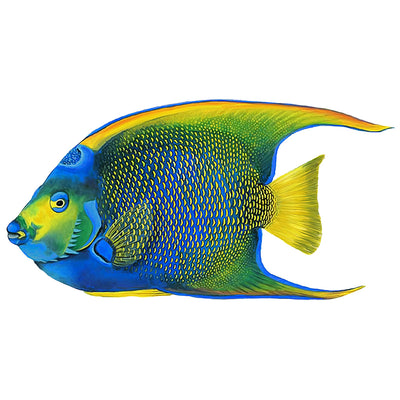 PORC-QF95-5	Queen Angelfish 5.5"	| Custom Mosaics Pool Mosaic