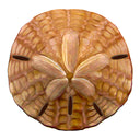 Sand Dollar Tan - Pool Mosaic