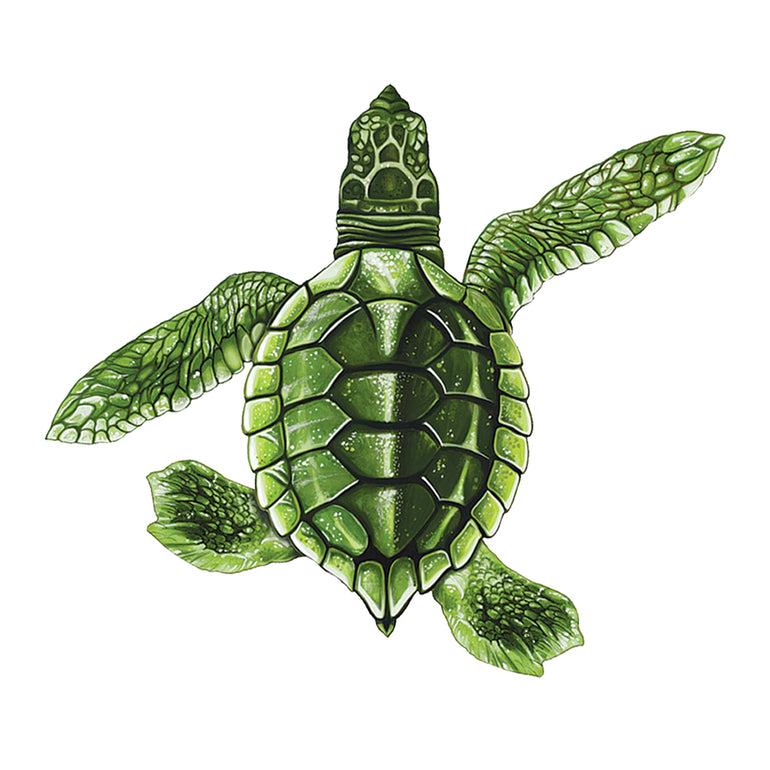 Baby Turtle B - Green | PORC-ST21B | Pool Mosaic