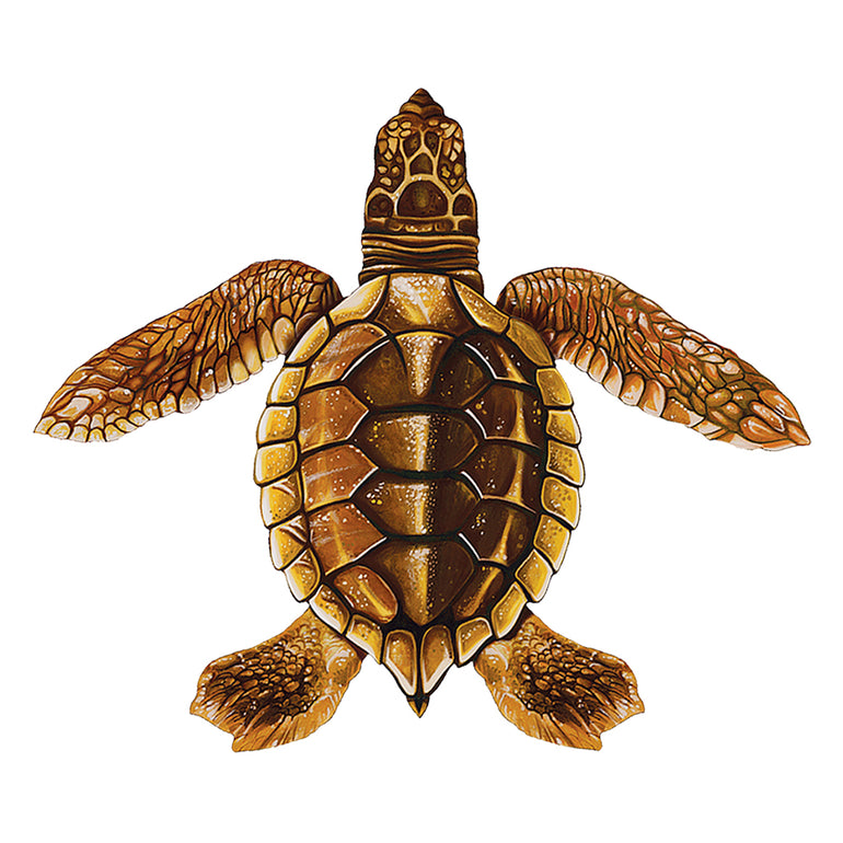 Baby Turtle C - Brown | PORC-ST22C-BR | Pool Mosaic