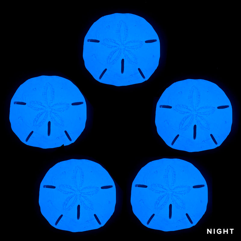 Sand Dollar x 5 | SAND-L5 | Glow in the Dark Pool Mosaics